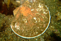Clyde05
