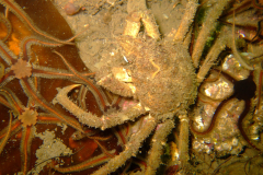 Clyde06