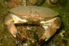 Clyde07
