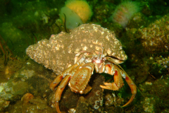 Clyde09