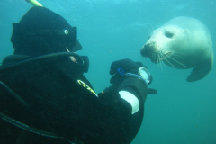 Farnes Island 2011