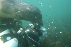 Farne03