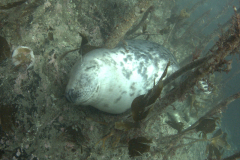 Farne14