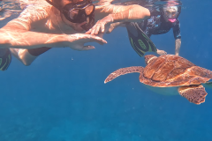 1_Pic-13-Turtle