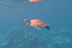1_Pic-14-Turtle