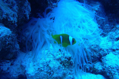 Marsa Shagra 2012