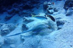 Marsa10