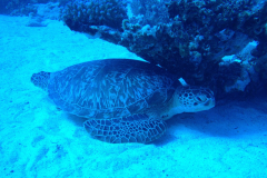 Marsa13