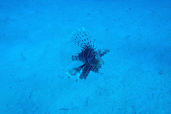 Marsa17