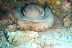 Medes Islands 2011