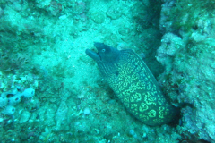 Medes02