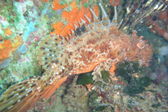 Medes03