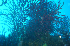 Medes05