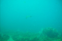 DIGITAL CAMERA