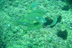 DIGITAL CAMERA