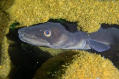 Conga-Eel