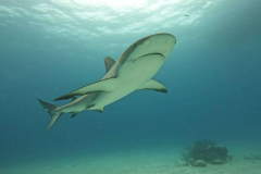 Caribbean-Reef-Shark-01-RS-Bahamas-June-22
