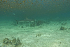 Caribbean-Reef-Shark-03-RS-Bahamas-June-22