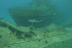 Caribbean-Reef-Shark-04-RS-Bahamas-June-22