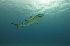 Caribbean-Reef-Shark-05-RS-Bahamas-June-22
