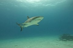 Caribbean-Reef-Shark-06-RS-Bahamas-June-22