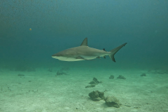 Caribbean-Reef-Shark-07-RS-Bahamas-June-22