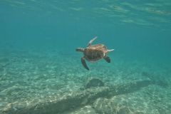 Green-Turtle-RS-Bahamas-June-22