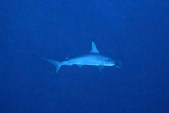IMG-20220909-WA0026