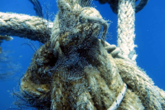 Knot