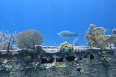 Reef-Fish-RS-Bahamas-June-22