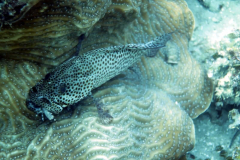 fish2