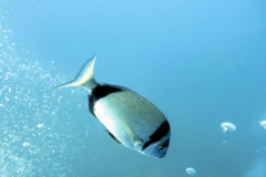 single-fish