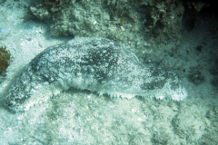 slug