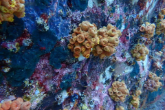 Cup-Corals