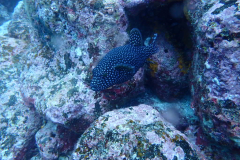 Guineafiowl-puffer