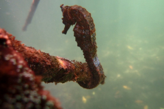 Mangrove-Lagoon-seahorse