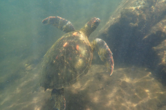 Mangrove-Lagoon-turtle