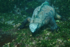Marine-Iguana