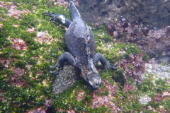 Marine-iguana-1
