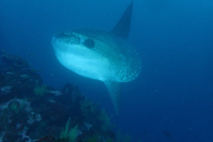 Mola-Mola