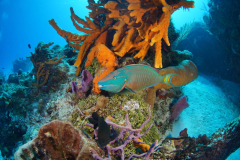 Parrot-of-the-Caribean