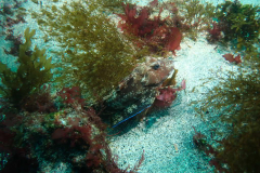 Sea-Robin