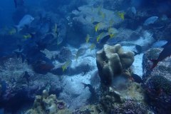 Snappers-on-the-rocks