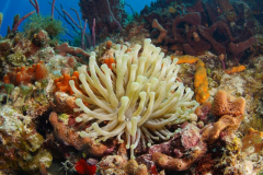 Where-is-Nemo
