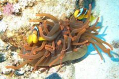 Red Sea 2005
